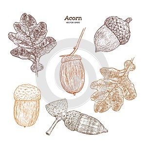 Set of acorn, hand draw vector