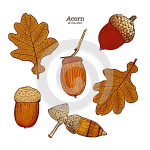 Set of acorn, hand draw vector
