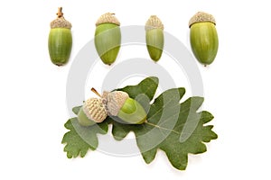 Set of acorns and oak leaves photo