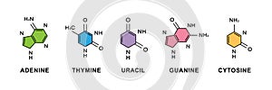 Set of adenine, thymine, guanine, cytosine, uracil chemical formulas. Adenine, thymine, guanine, cytosine, uracil