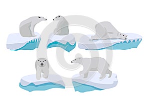 Set of adult polar bears in various poses. Polar bears set in Arctic. Northern animals. Vector illustration