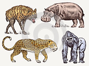 Set of African animals. Hippopotamus Leopard Hyena Western gorilla. Engraved hand drawn Vintage old monochrome safari