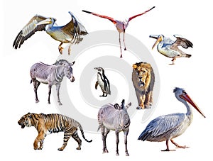 Set of african animals isolated on white background