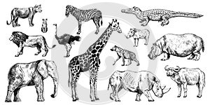 Set african animals isolated on white background. Collection giraffe, elephant, rhinoceros, hippo, buffalo