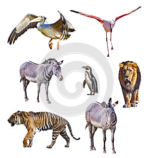 Set of african animals isolated on white background. It is collection of wildlife photos