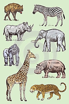 Set of African animals. Rhinoceros Elephant Giraffe Hippopotamus Leopard Hyena Western gorilla Wild zebra. Engraved hand