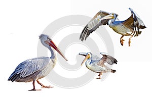 Set of african pelicans isolated on white background. It's a walking and flying bird