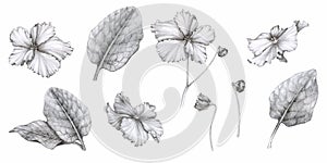 Set of African violets (saintpaulia). Hand-drawn graphics.