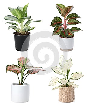 Set of Aglaonema plants for house on white background