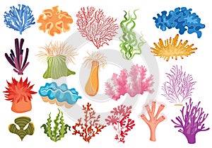 Set of algae. Collection of cartoon algae. Vector illustration for children of underwater plants.