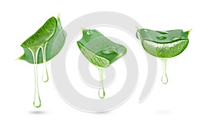 Set of aloe vera gel dripping from sliced leaves isolated on white background with clipping path.
