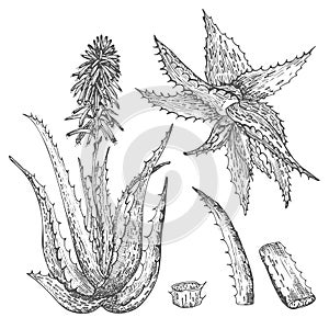 Set of Aloe vera hand drawn patterns with lives and flower in black color isolated on white background. Retro vintage graphic