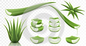 Set of Aloe Vera, isolated on transparent background, 3d vector illustration. Realistic green plant, leaves and cut pieces with