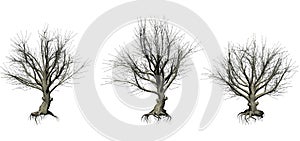 Set of American beech trees in the winter on white background