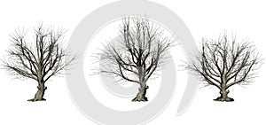 Set of American beech trees in the winter on white background