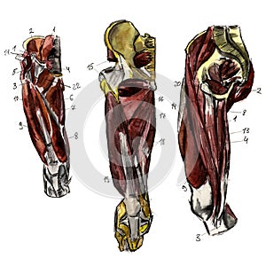 Set of anatomy human muscles and bones. Hand drawn watercolor illustration. Isolated on white. Body, people, man, woman