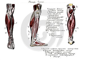 Set of anatomy human muscles and bones. Hand drawn watercolor illustration. Isolated on white. Body, people, man, woman