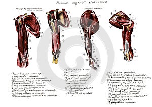 Set of anatomy human muscles and bones. Hand drawn watercolor illustration. Isolated on white. Body, people, man, woman