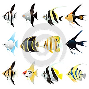 Set of angel fish Cartoon