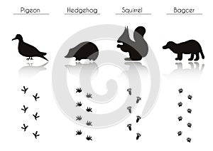 Set of Animal and Bird Trails with Name.