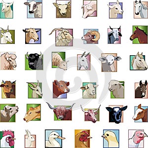 Set - animals from a farm