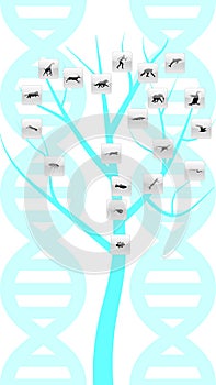 Evolution tree illustration