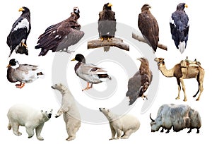 Set of animals. Isolated over white