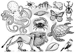 Set of animals. Reptile and amphibian, mammal and insect, wild turtle. Engraved hand drawn. Old vintage sketch. Beetle