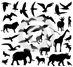 Set of animals silhouettes on white background
