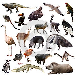 Set of animals of South America over white background