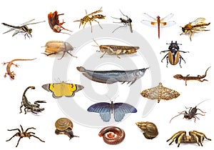 Set of animals on white background