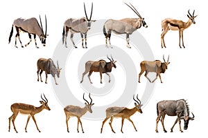 Set of 11 Antelopes isolated on white background