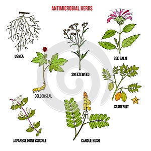 Set of antimicrobial herbs photo