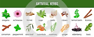 Set of antiviral herbs..food sources, natural herbs and spices to neutralize viruses. healthy lifestyle photo