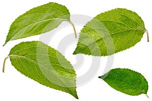 Set of apple leaves isolated on white
