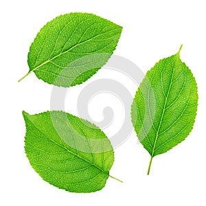 Set of apple tree leaves isolated on a white