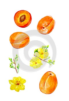 Set of apricots and branches with apricot flowers . Watercolor illustration isolated on white background