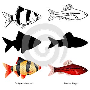 Set of aquarium fish. Isolated on white. Popular color fish.