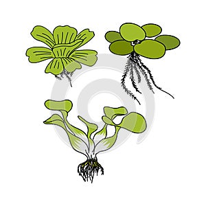 Set of Aquatic Plant,Pistia Stratiotes L, Eichhornia crassipes, Limnobium laevigatum for Agricultural Nuisance Weed or Aquarium