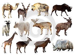 Set of Artiodactyla animals