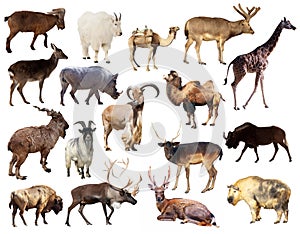 Set of Artiodactyla mammal animals over white background