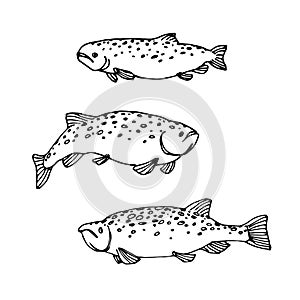 Set of atlantic spotted trout or salmon, commercial fish, sea predator, delicious food