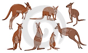 Set of Australian big red kangaroo. Osphranter rufus females, males and baby kangaroos in different poses.