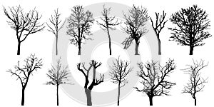 Set of autumn bare trees, silhouettes. Vector illustration photo