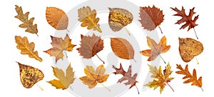 Set of autumn colored dry brown leaves isolated on white. Transparent png additional format