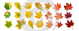 Set of autumn colored leaves isolated on white