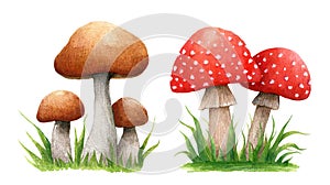 Sada skládající se z podzim skladby les houby v tráva 