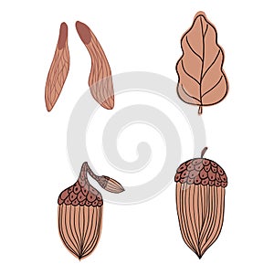 Set autumn elements isolated on white background. Decorative design Fraxinus seed, leaf and acorn in doodle style for any purpose