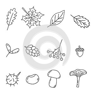 Set of autumn elements, leaves, berry, mushrooms, doodle style flat vector outline for coloring book