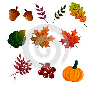 Set of autumn leaves and berries, acorns.. Vector illustration isolated on white background.